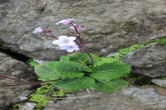 Didymocarpus fischeri